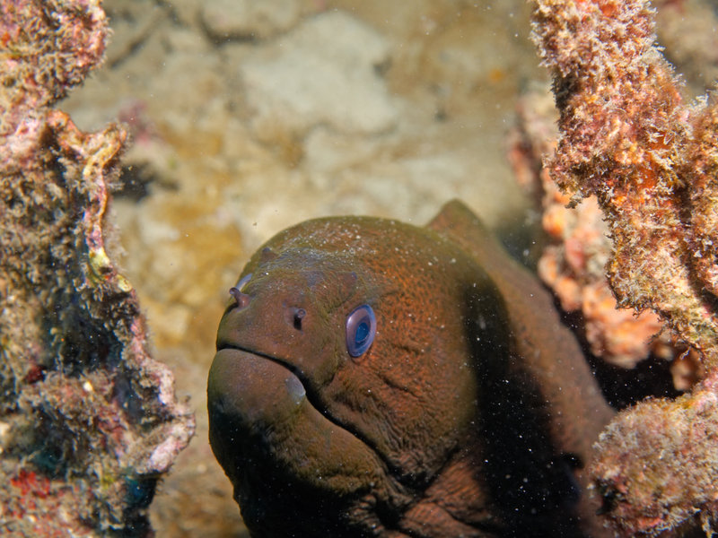 Moray eel